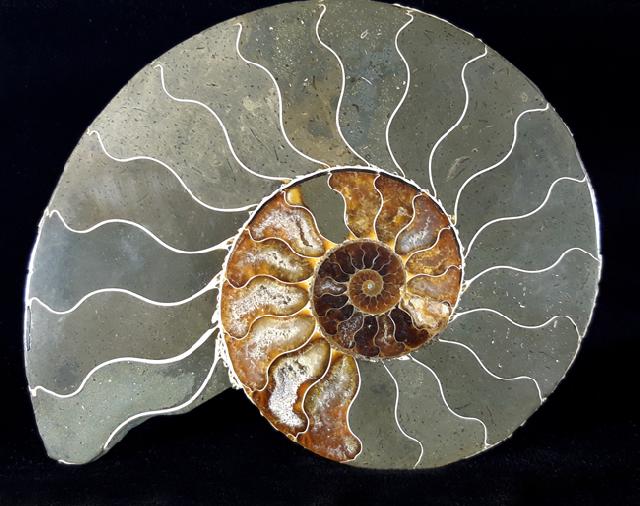 Cleoniceras (Grycia) besairiei COLLIGNON 1949 - Bild © FossNet FossilienStore